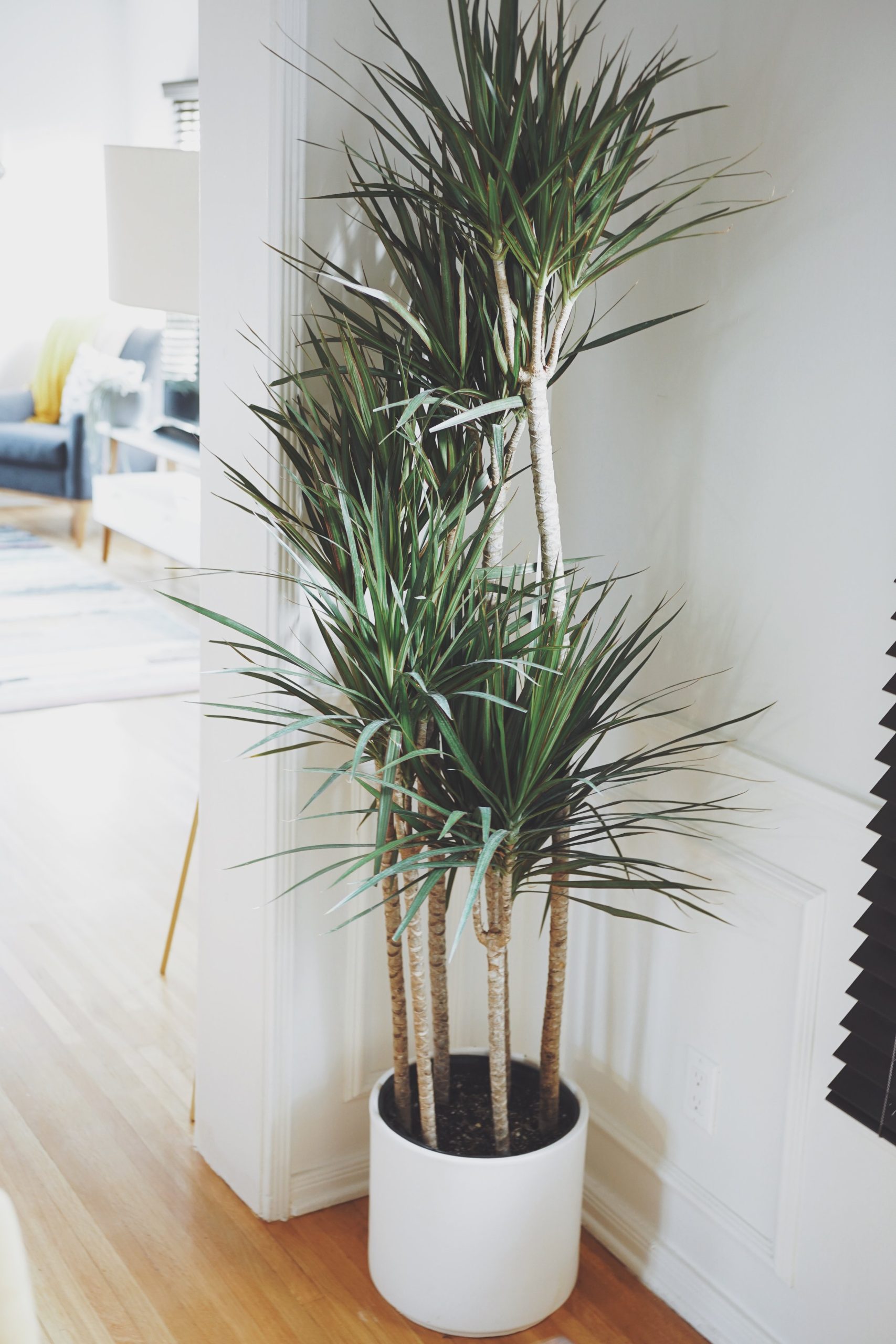 Dracaena Marginata - Gardenium Novi Sad, akona Avakuma 42 021/400922