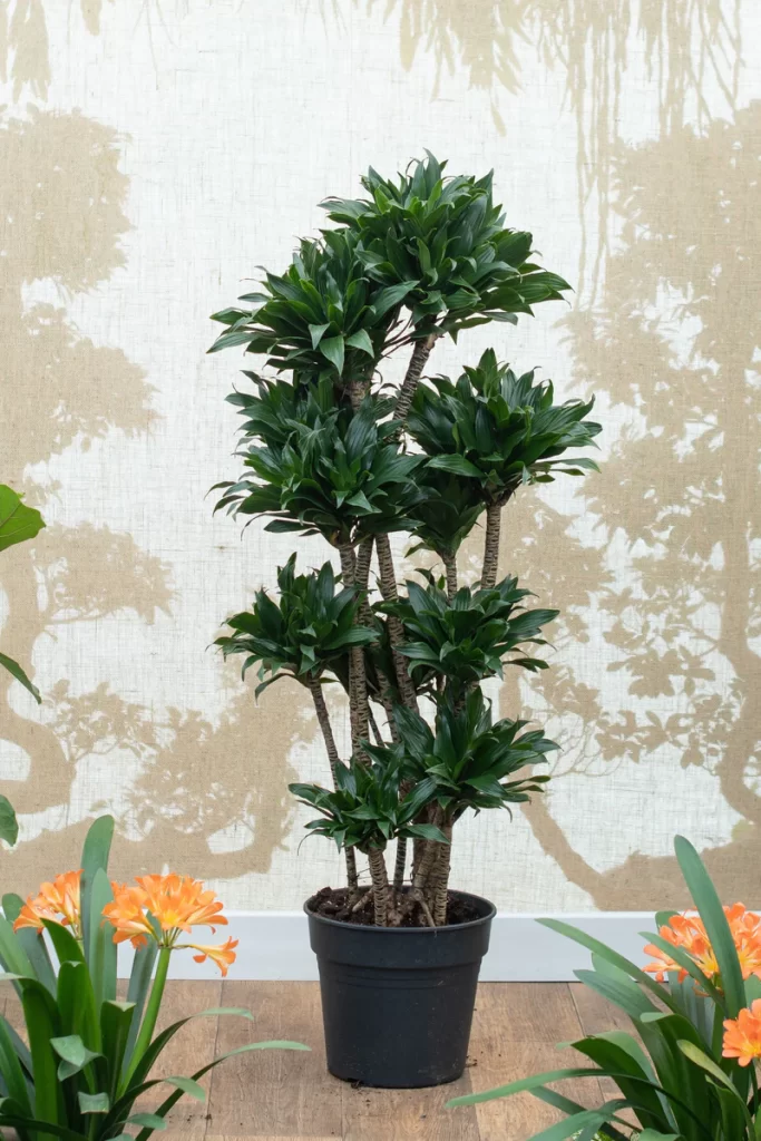 Dracaena Compacta