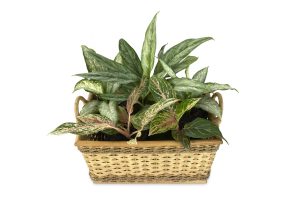 aglaonema, dieffenbachia, pot scaping-482914.jpg