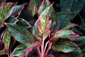 aglaonema, leaves, plants-8072386.jpg