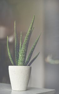 aloe vera, aloes, aloe-5157522.jpg
