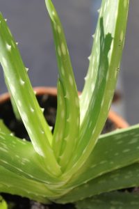 aloe vera, succulent, nature-197383.jpg