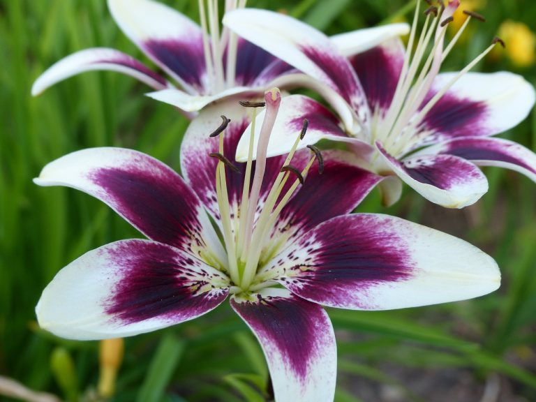 asiatic lily, lilium cappuccino, blossom-830890.jpg