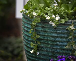 bacopa, beautiful flowers, flower-5157765.jpg