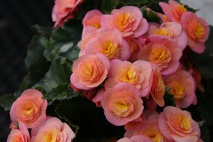 begonia, flowers, pink-5191628.jpg