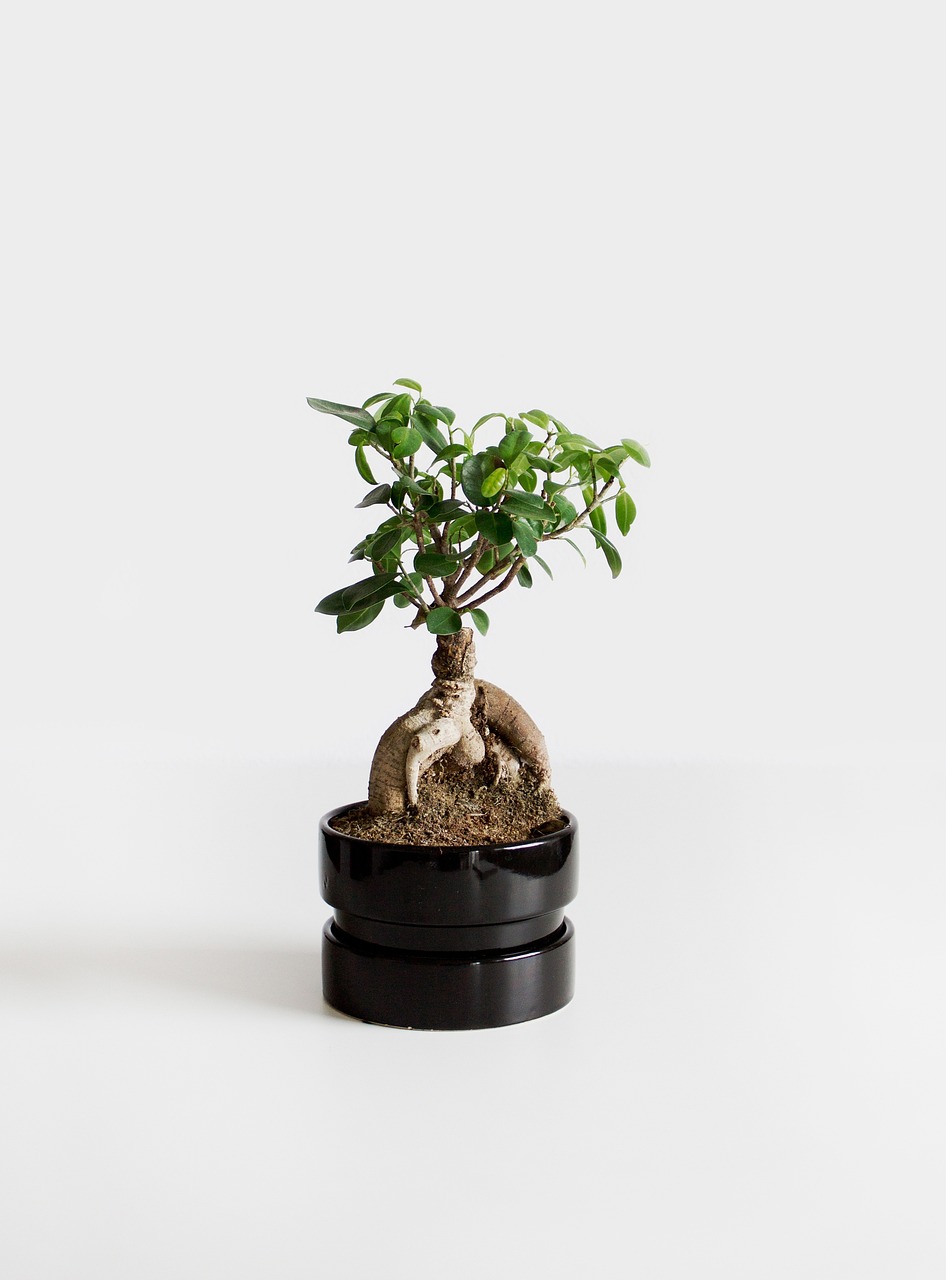Fikus bonsai (Ficus spp.) - Gardenium Novi Sad, akona Avakuma 42 021/400922