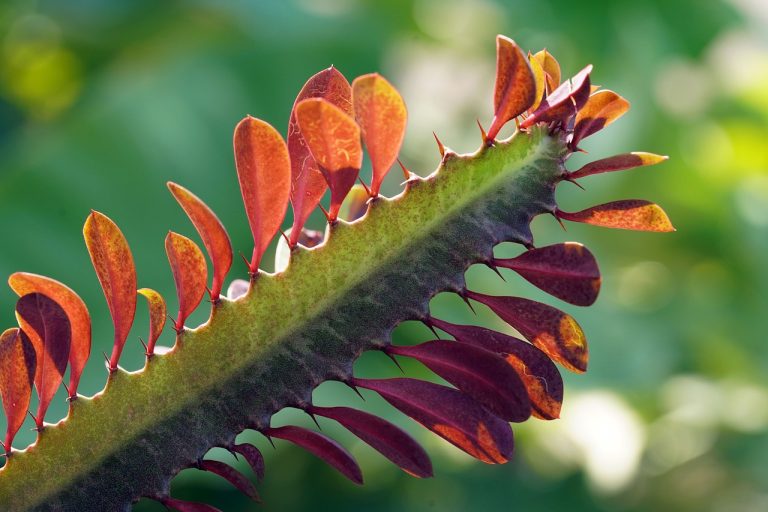 cactus, african milk tree, nature-6611880.jpg