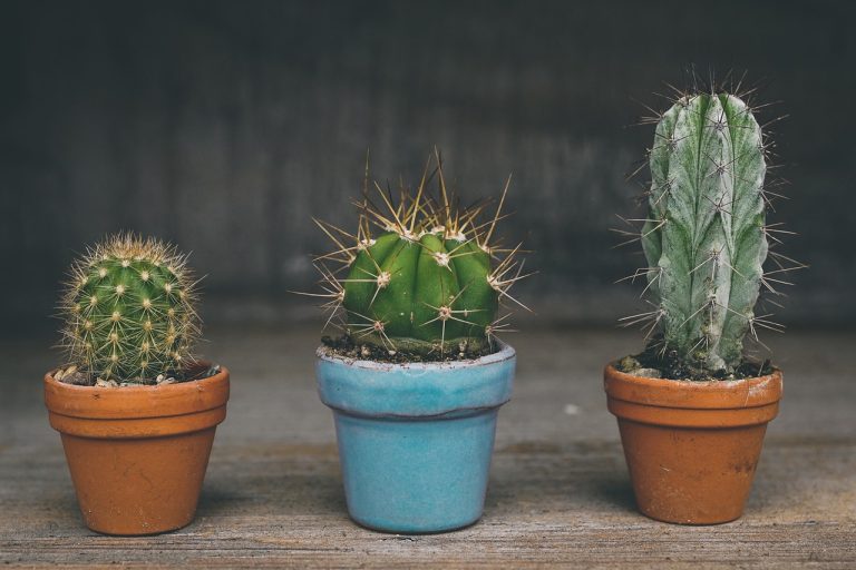 cactus, nature, prickly-4161381.jpg