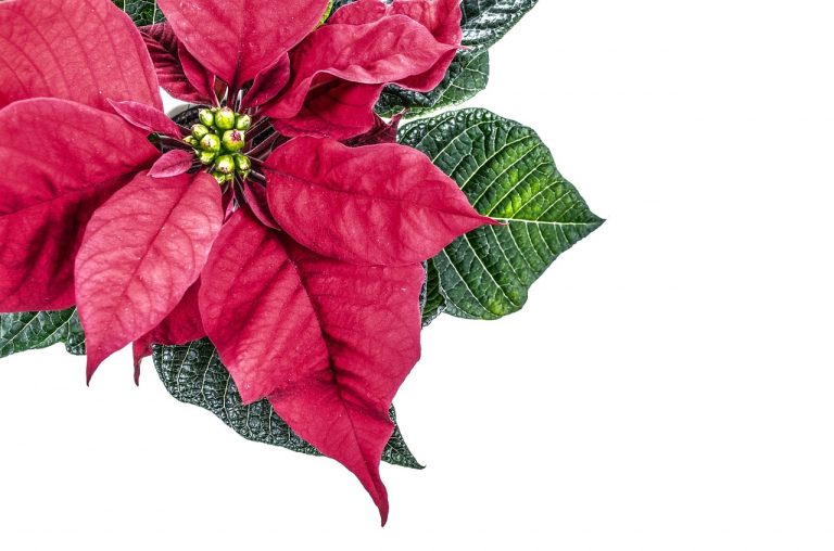 christmas, isolated, high key-314922.jpg