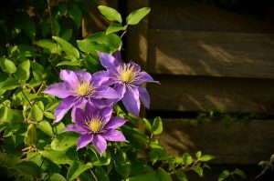 clematis, climber plant, buttercup-1444236.jpg