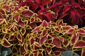 coleus, leaves, plants-6509017.jpg