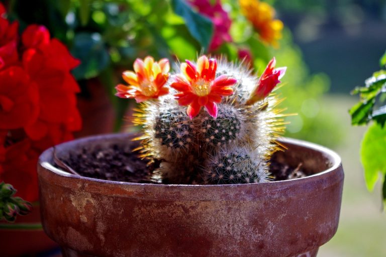 fat plants, beautiful flowers, nature-1779302.jpg
