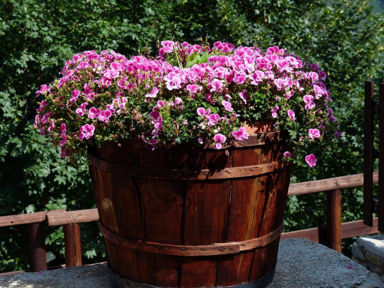 flower, blossoms, pink-177389.jpg