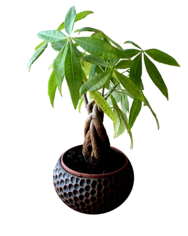 flower, pot, leaves-1329132.jpg