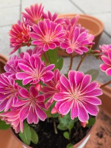 flower, summer, summer flower-2693709.jpg