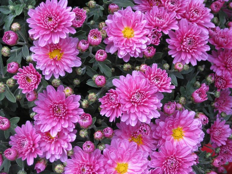 flowers, buds, garden-10201.jpg