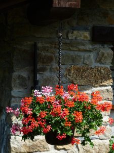 geraniums, flower, nature-177428.jpg