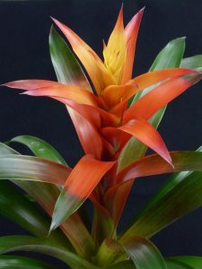 guzmania, flower, blossom-91262.jpg