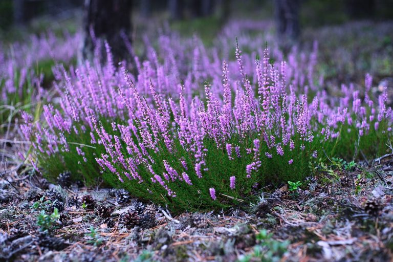 heather, flower wallpaper, beautiful flowers-5544455.jpg