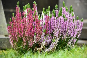 heathers, erica, flowery-5764158.jpg
