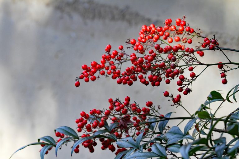 heavenly bamboo, sacred bamboo, nandina domestica-6903198.jpg