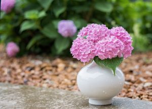 hydrangea, rain, nature-2708478.jpg