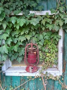 ivy, hedera helix, climber plant-5038728.jpg