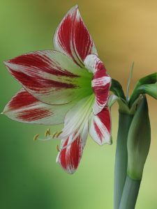 knight star, amaryllis, flower wallpaper-4691237.jpg