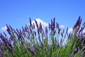 lavender field, blossoms, purple-1595602.jpg