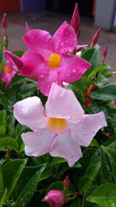 mandevilla, flowers, pink-1548784.jpg