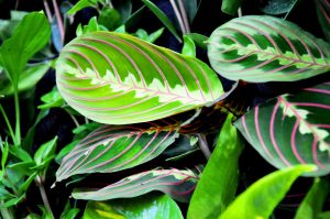 maranta, green, houseplant-728686.jpg