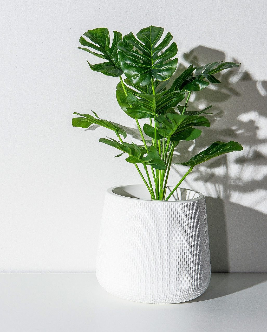 Monstera - Gardenium Novi Sad, akona Avakuma 42 021/400922