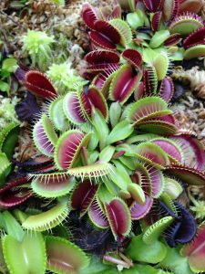 needed to catch the grass, dionaea, flies software download-4781874.jpg