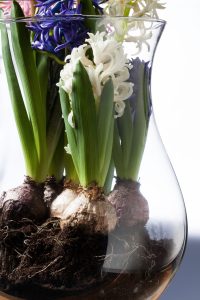 onion, nature, hyacinth-628612.jpg