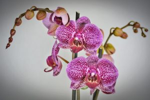 orchid, flower wallpaper, flower-2015977.jpg