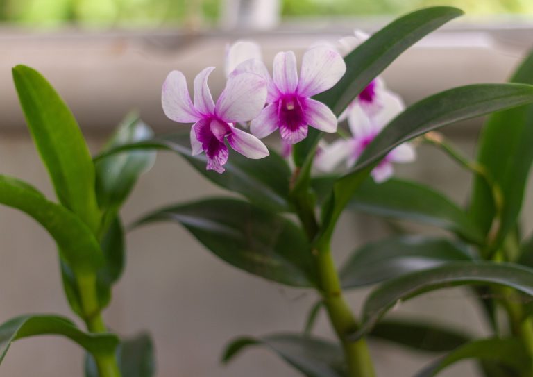 orchids, flowers, beautiful flowers-6541189.jpg