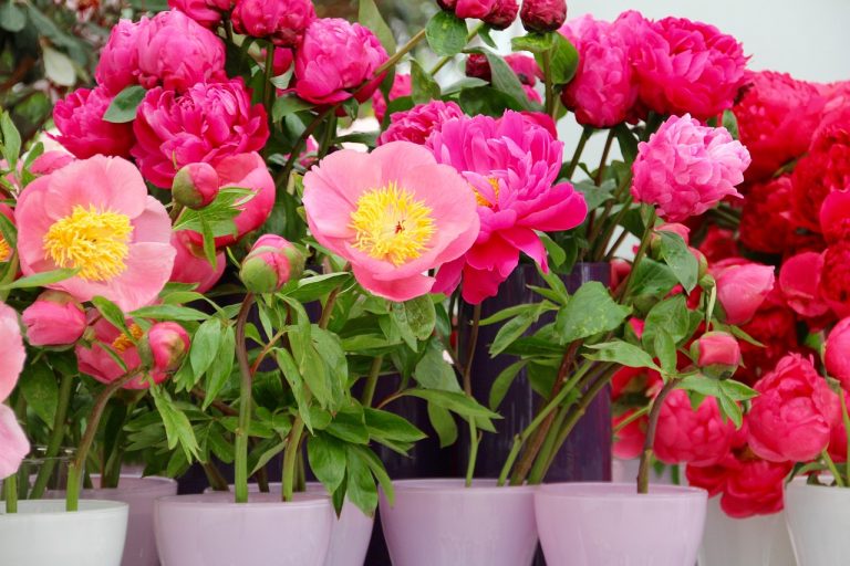 paeonia, peony, blossom-1405444.jpg