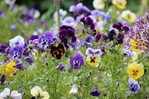 pansies, violet, viola tricolor-3665976.jpg
