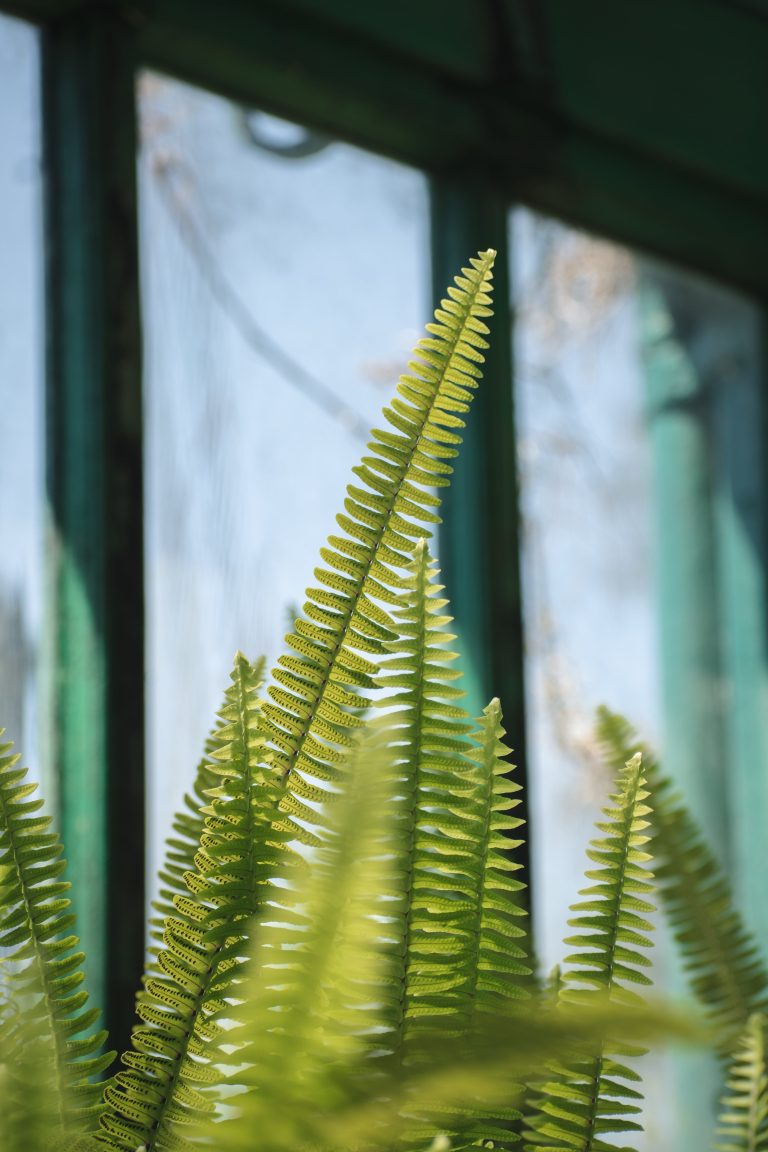 Nephrolepis