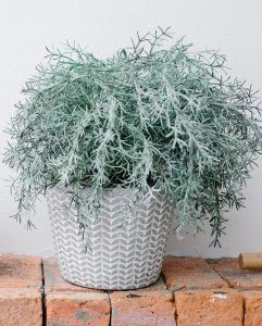 CALOCEPHALUS BROWNII