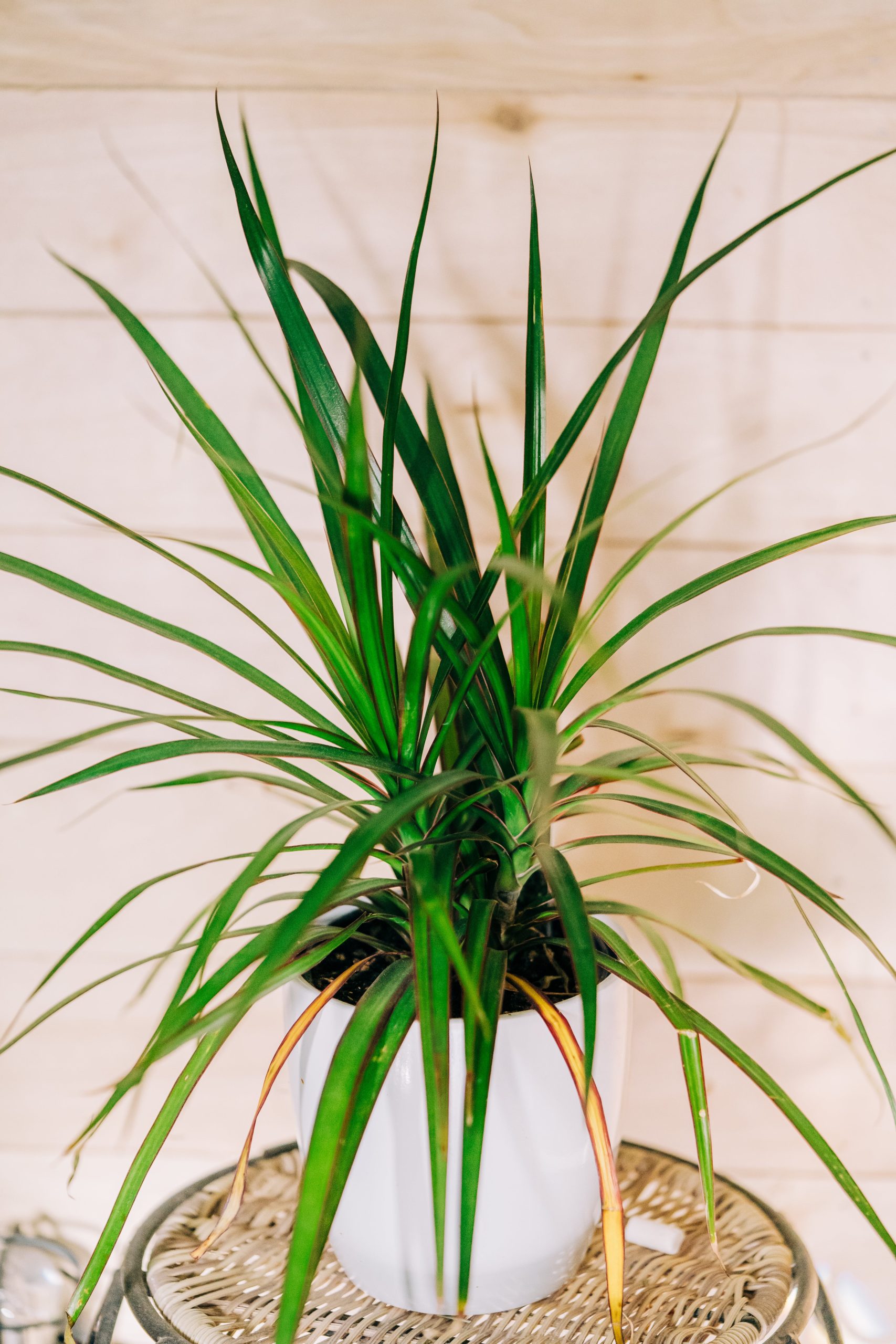 dracena variegata Striped Dracaena Plant | Dracaena Warneckii