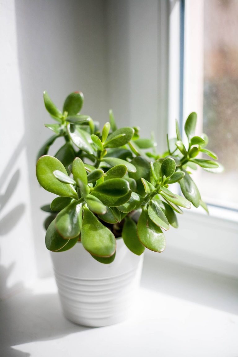 pigmyweeds, leaves, plant-6947384.jpg