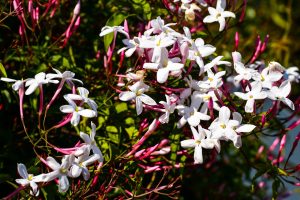 pink jasmine, flowers, plant-6575693.jpg