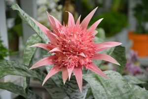plant, greasy plant, aechmea nature-2675107.jpg