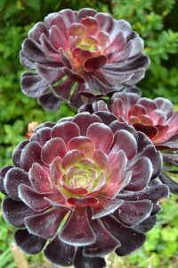 saucer plant, aeonium arboreum, flower-954885.jpg