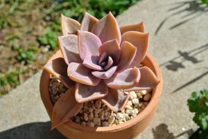 succulent plants, echeveria, garden-4923670.jpg
