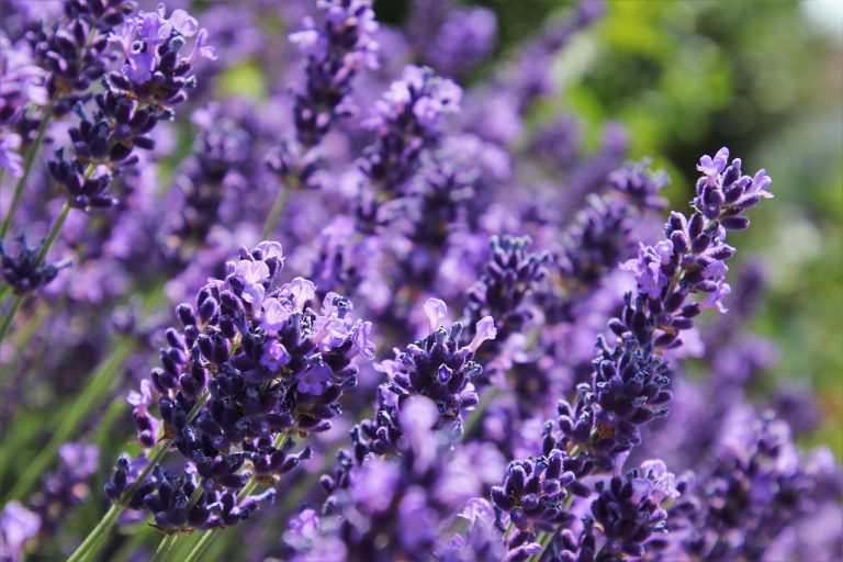 violet, free background, flowering-4309686.jpg
