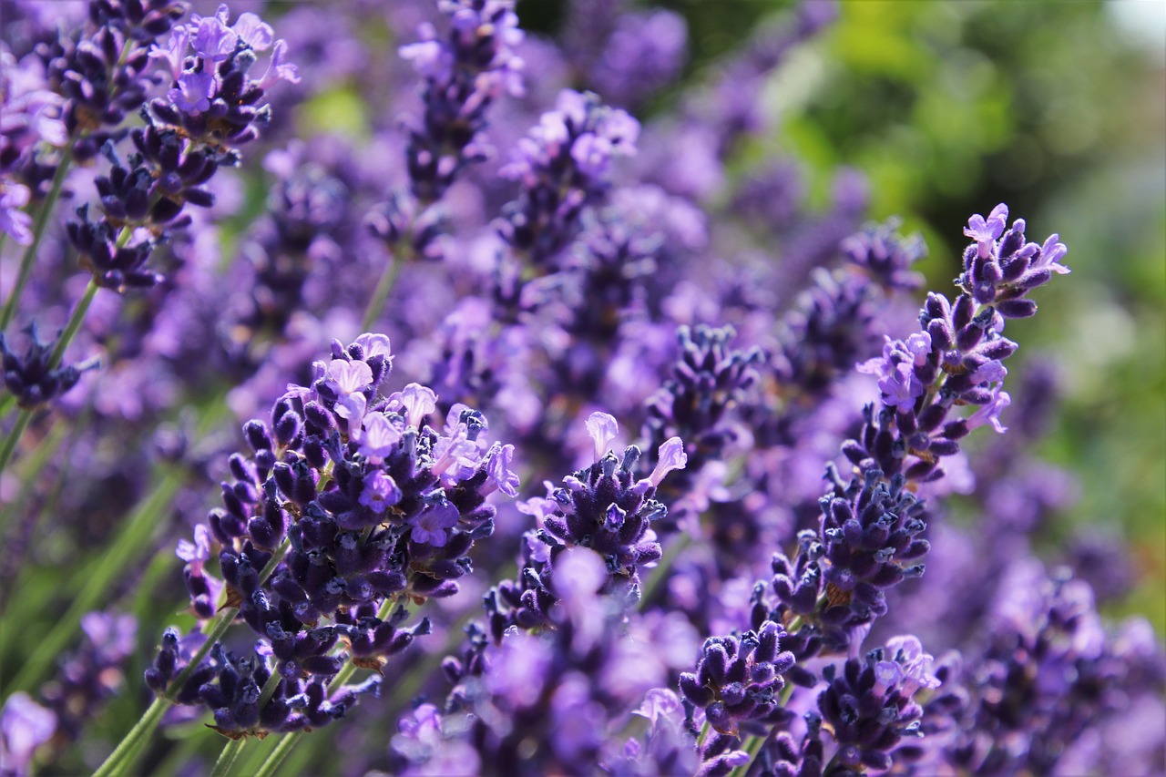 Pianta Di Lavanda 'Munstead' – Lavanda Inglese Compatta – Alta 45 Cm – Perfetta Per Bordure E Vasi
