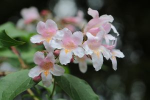 abelia, flower wallpaper, shrub-4233176.jpg