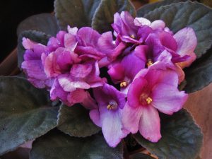 african violets, saintpaulia, purple-1733081.jpg